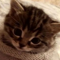 Максим Сайкин