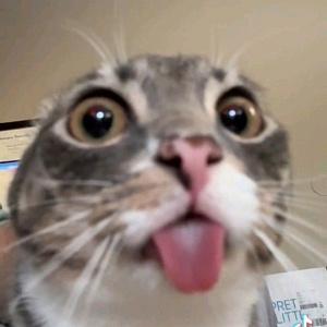 KoT